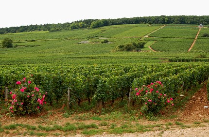 Latricières-Chambertin 14.8.2010